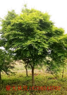 鸡爪槭树苗四季青枫室内外盆栽庭院别墅植物绿化苗鸡爪槭树种老桩