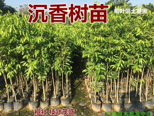正宗沉香树苗沉香苗 名贵树苗 白木香 印度檀香 小叶紫檀金丝楠木