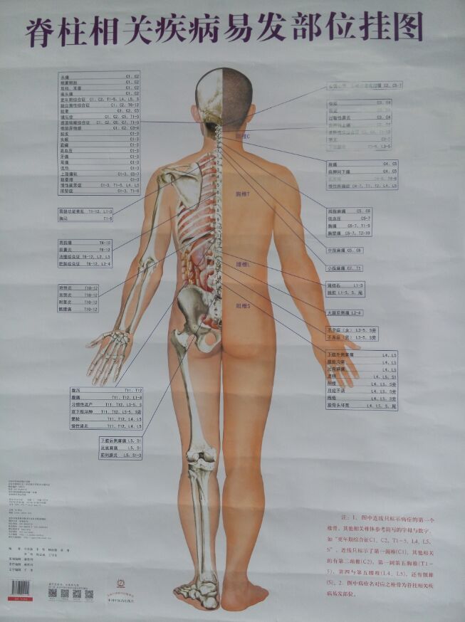 现货脊柱相关疾病易发部位挂图韦贵康韦坚杨祖毅/等编著中国中医药出版社