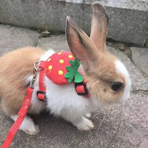 Cartoon Rabbit Harness and Leash Set Walking Adjustable Pet
