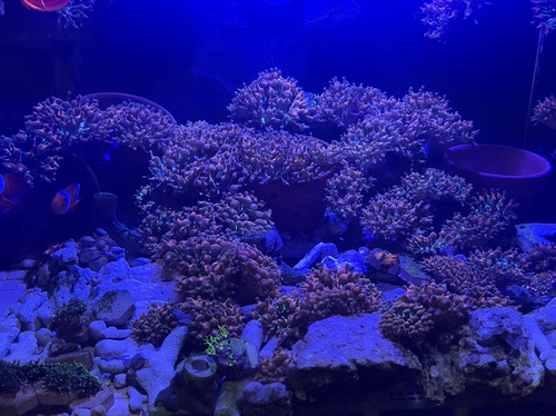 红奶嘴海葵小丑鱼共生海葵公主葵地毯海葵