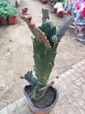 多肉植物蟹爪兰苗带根蟹抓兰仙人掌嫁接令箭荷花室内绿植花卉盆栽
