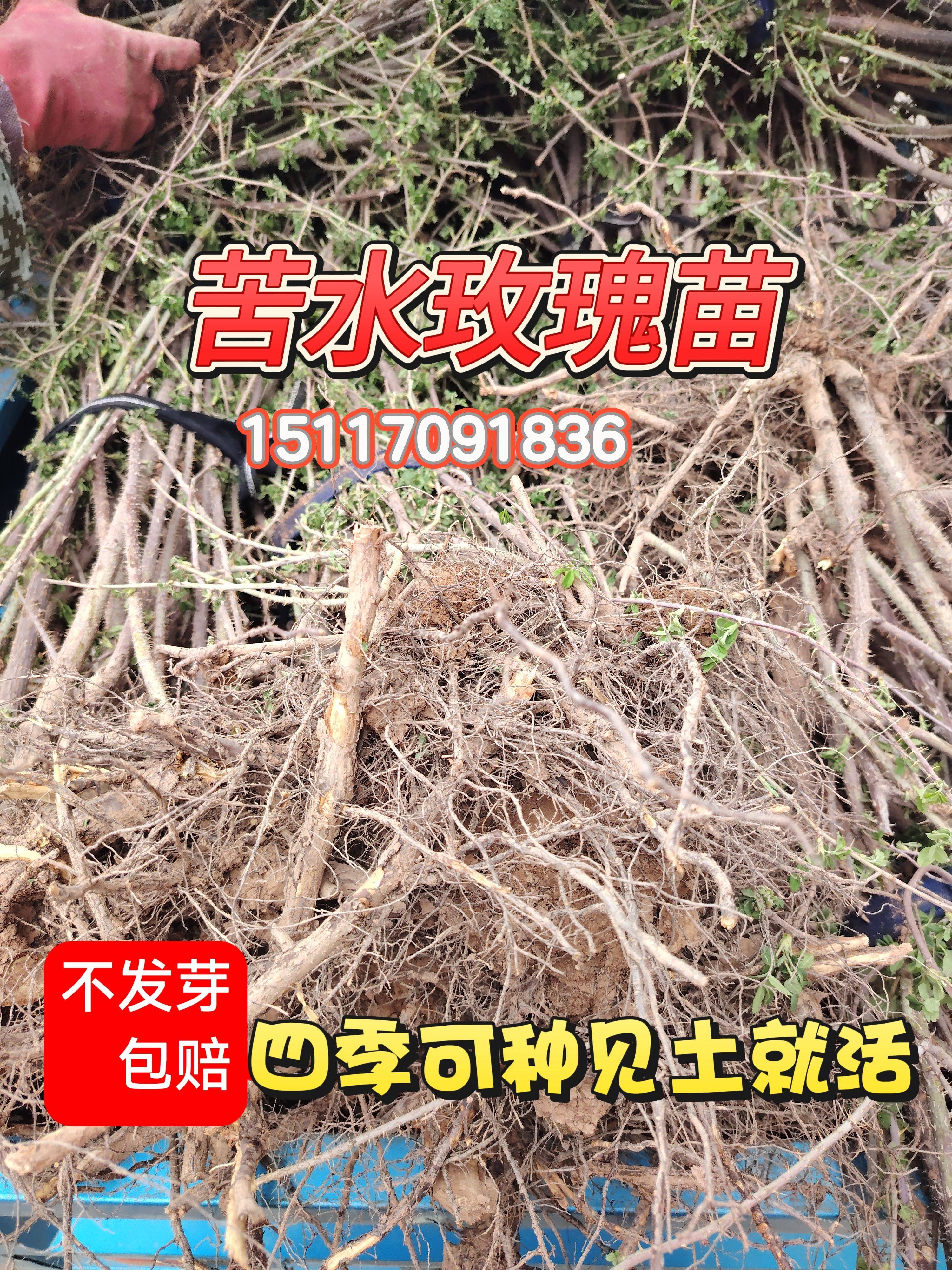 苦水实用玫瑰苗耐寒耐旱成活率高图片