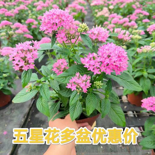 五星花繁星开花不断花盆栽带花