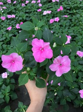 洋凤仙盆栽非洲凤仙带花易养易开花阳台庭院地栽植物花卉3颗包邮