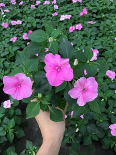 洋凤仙盆栽非洲凤仙带花易养易开花阳台庭院地栽植物花卉3颗包邮