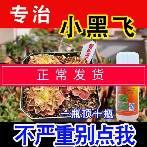 多肉植物杀虫剂小黑飞万杀腻虫