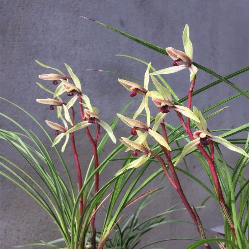带花苞包邮当年开花兰花苗盆栽浓香莲瓣兰 碧龙红素 阳台绿植花卉