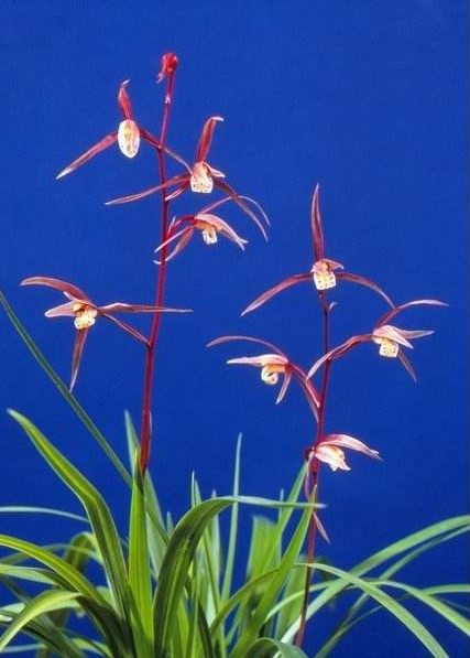 包邮自然老种 兰花苗 寒兰名品【光玉殿】室内绿植花卉园艺盆景,鲜花速递/花卉仿真/绿植园艺,时令草本花卉,淘宝优惠券,粉丝福利购,淘宝优惠卷