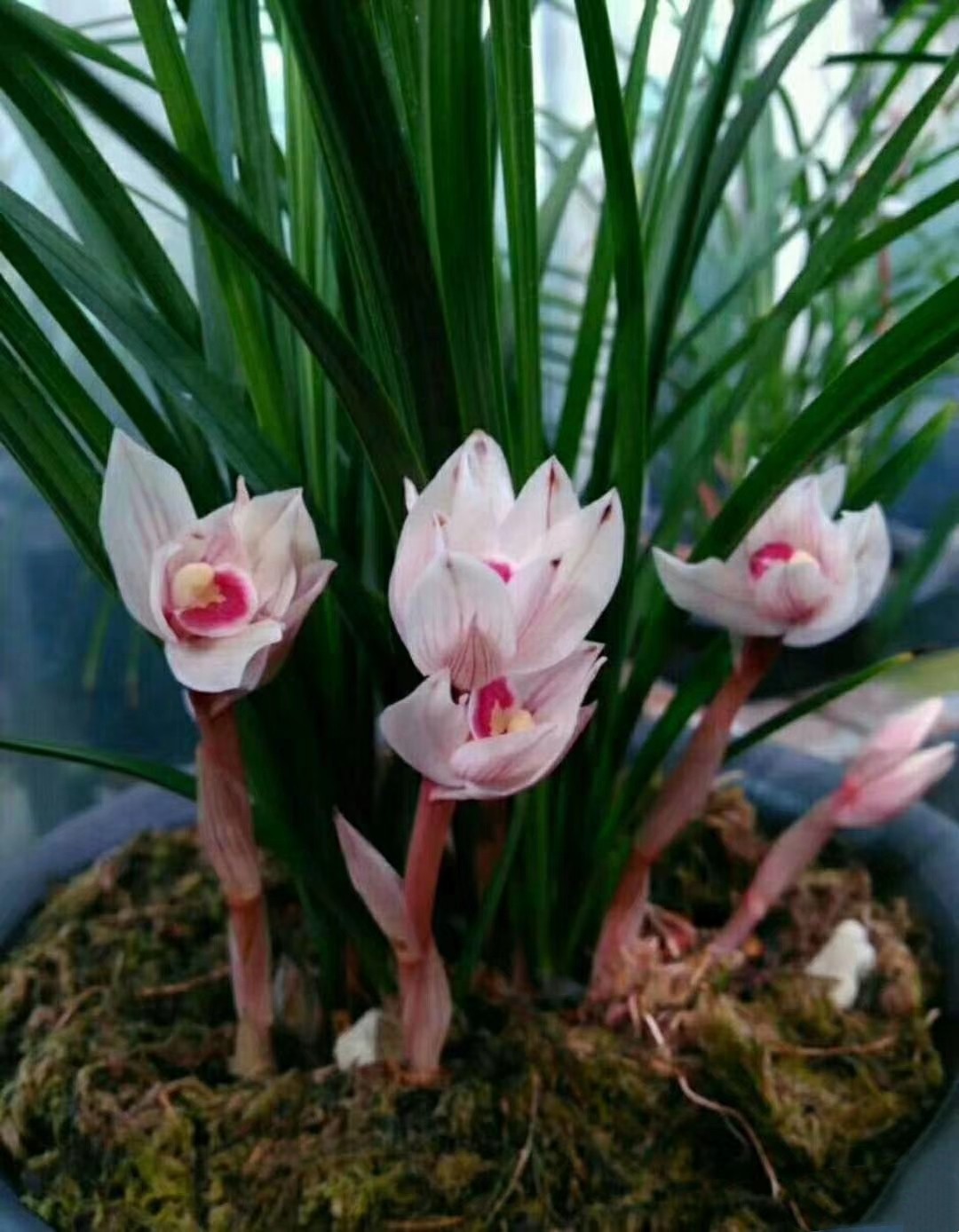 包邮兰花苗自然老种云南莲瓣兰【雪莲】浓香阳台绿植花卉盆景园艺,鲜花速递/花卉仿真/绿植园艺,时令草本花卉,淘宝优惠券,粉丝福利购,淘宝优惠卷