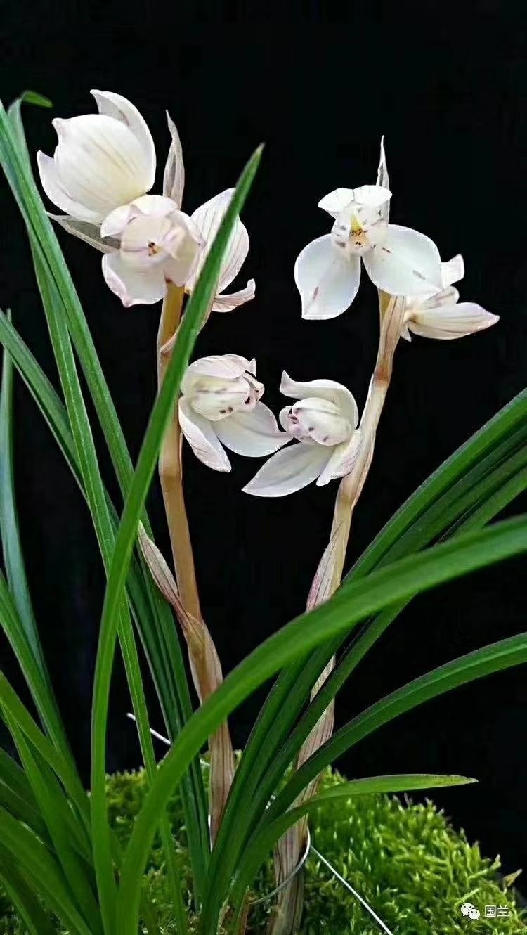包邮云南自然老种兰花苗 莲瓣兰【花好月圆】浓香绿植花卉园艺盆,鲜花速递/花卉仿真/绿植园艺,时令草本花卉,淘宝优惠券,粉丝福利购,淘宝优惠卷
