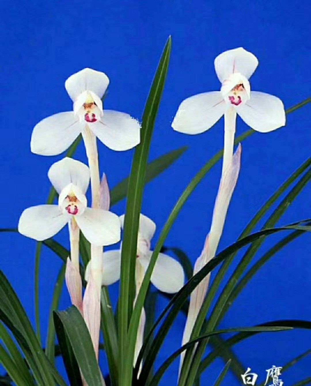 包邮浙江自然老种兰花苗 春兰【白鹰】浓香阳台绿植花卉盆景园艺,鲜花速递/花卉仿真/绿植园艺,时令草本花卉,淘宝优惠券,粉丝福利购,淘宝优惠卷