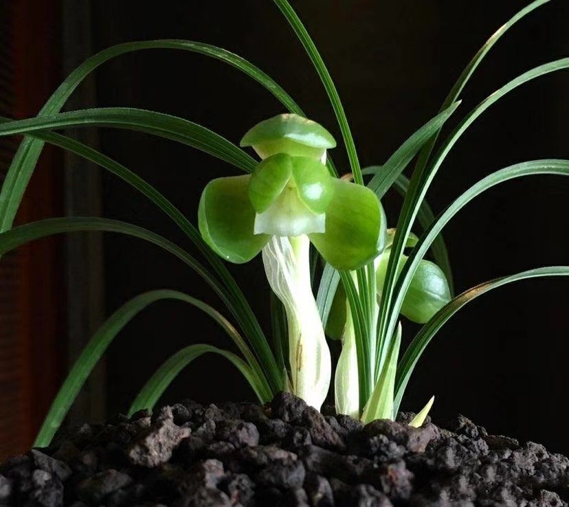 包邮兰花苗 自然老种 浙江【一休荷】浓香阳台绿植花卉盆景园艺,鲜花速递/花卉仿真/绿植园艺,时令草本花卉,淘宝优惠券,粉丝福利购,淘宝优惠卷