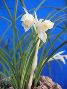 云南室内兰花苗莲瓣兰【白玉素荷、二月荷】特价包邮