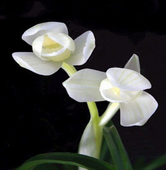 包邮自然老种兰花苗 莲瓣兰【永怀素】浓香绿植花卉园艺盆景,鲜花速递/花卉仿真/绿植园艺,时令草本花卉,淘宝优惠券,粉丝福利购,淘宝优惠卷