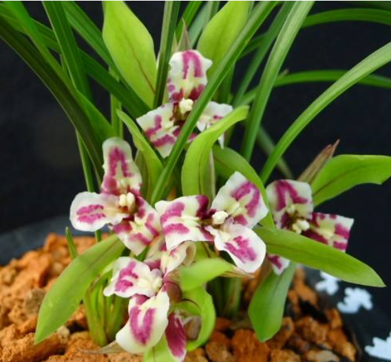 包邮浙江自然老种兰花苗 春兰【大元宝】浓香绿植花卉园艺盆景,鲜花速递/花卉仿真/绿植园艺,时令草本花卉,淘宝优惠券,粉丝福利购,淘宝优惠卷