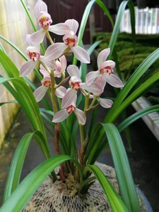 包邮云南自然老种兰花苗 莲瓣兰【寺小灵童】浓香绿植花卉园艺盆