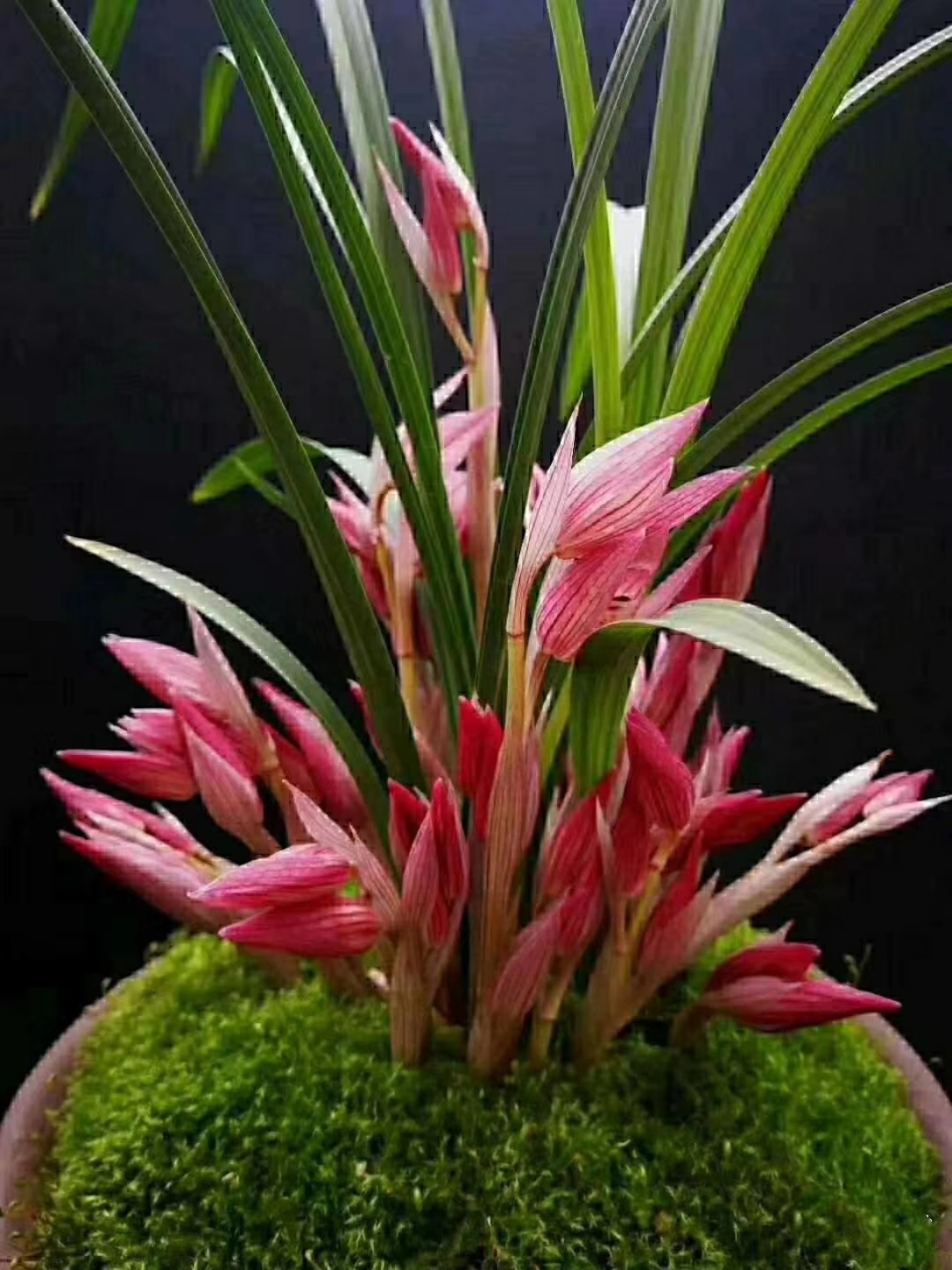 包邮兰花苗 四川自然老种 春剑【九凤朝阳】绿植浓香园艺花卉盆景,鲜花速递/花卉仿真/绿植园艺,时令草本花卉,淘宝优惠券,粉丝福利购,淘宝优惠卷