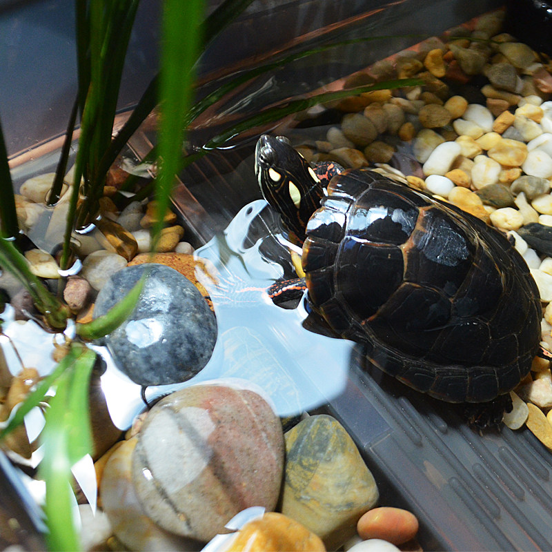 家用养龟缸乌龟缸带晒台乌龟饲养缸草龟鳄龟养龟的专用缸寄居蟹缸