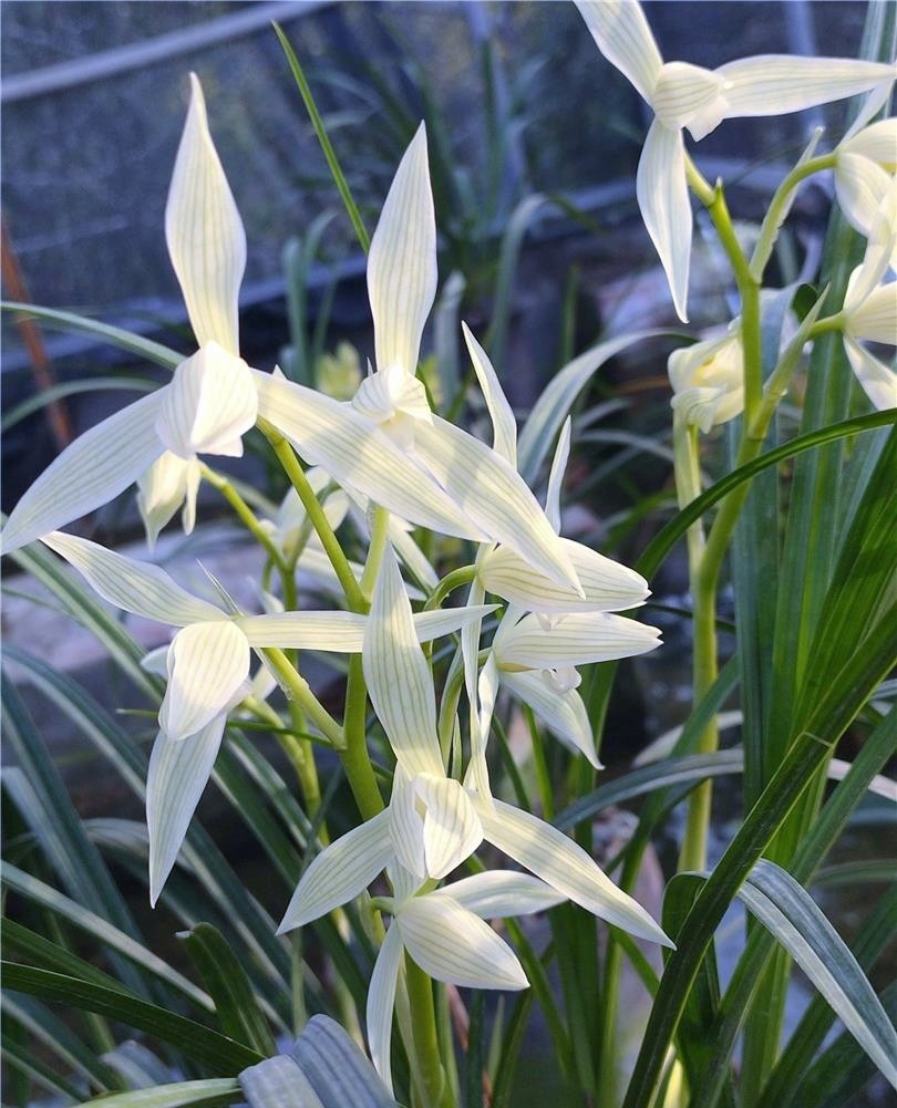 当年开花名品兰花苗 莲瓣兰大雪素 阳台庭院室内绿植花卉盆景