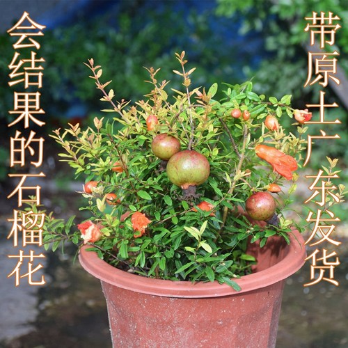 潮汕喜庆吉祥抹草仙草苗石榴花