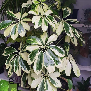 花叶鸭掌木水培锦叶稀少鹅脚北欧好养ins风盆栽绿植室内懒人植物