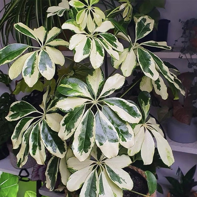花叶鸭掌木水培锦叶稀少鹅脚北欧好养ins风盆栽绿植室内懒人植物