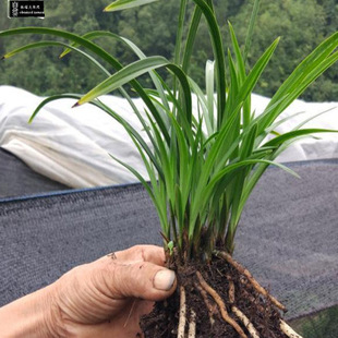 带花苞贵州精品浓香春兰自然栽培色花盆景草庭院包邮林城国兰