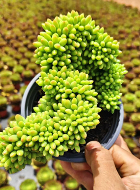 春萌缀坠醉化大棵多肉植物新手绿色室内外好养趣味稀有云南货包邮