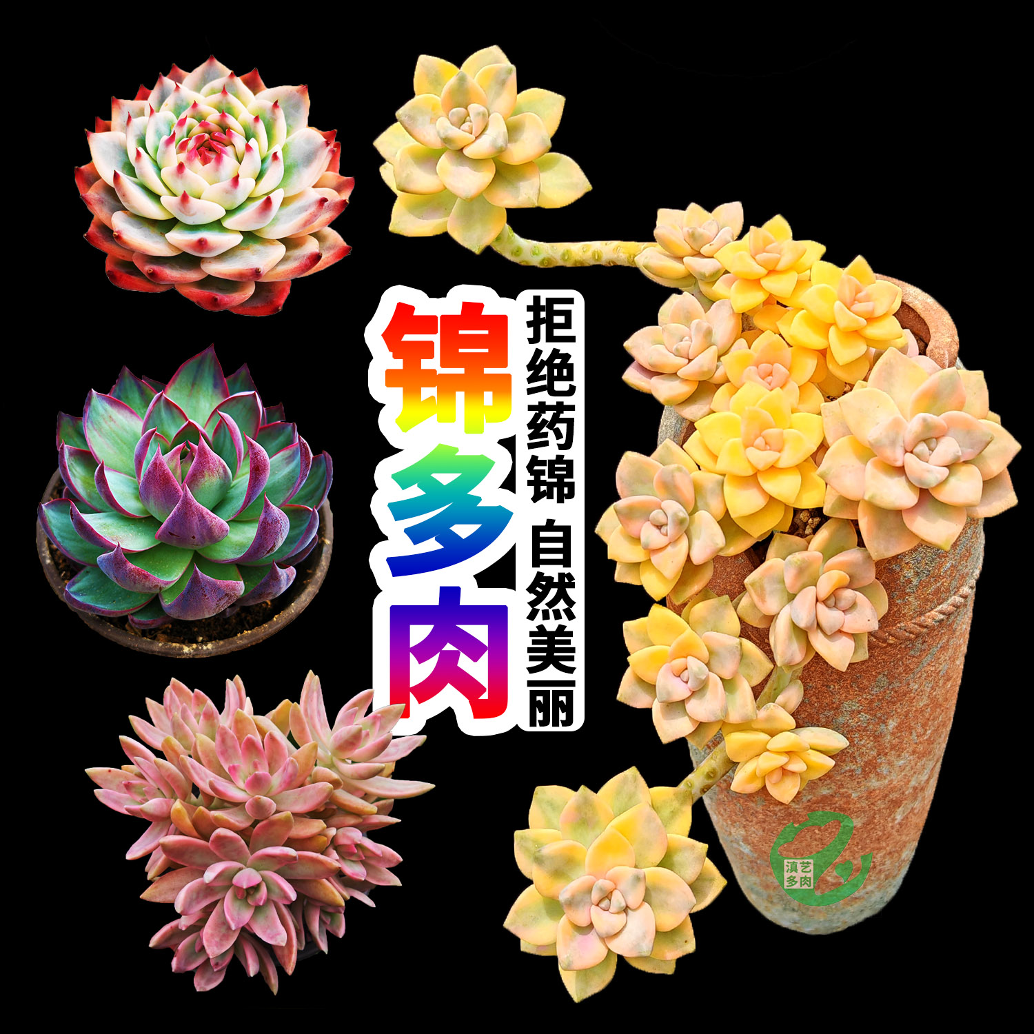 美杏锦芒果布丁姬秋丽锦多肉植物老桩群生多头稀有好养云南货包邮