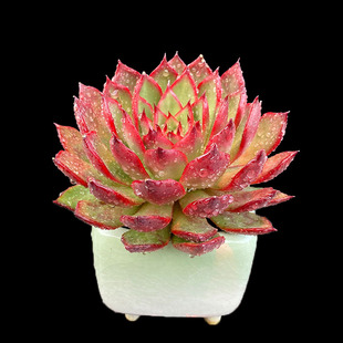 包邮 野马东云 红色云南多肉植物阳台庭院可露养耐寒耐热趣味新手