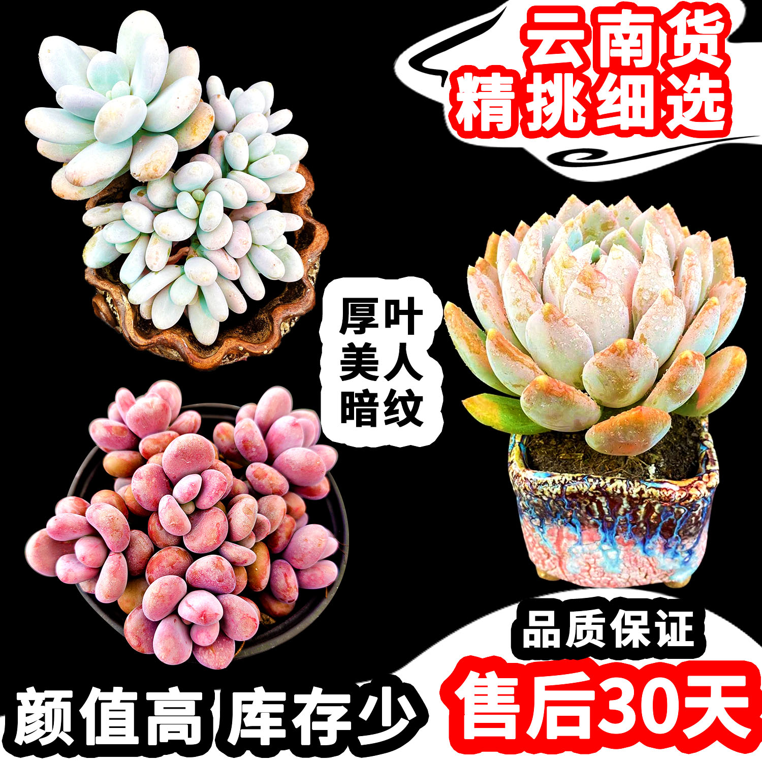 丸叶圆叶系桃蛋美人可爱厚叶暗纹多肉植物群生多头老桩云南货包邮