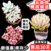 丸叶圆叶系桃蛋美人可爱厚叶暗纹多肉植物群生多头老桩云南货 包邮
