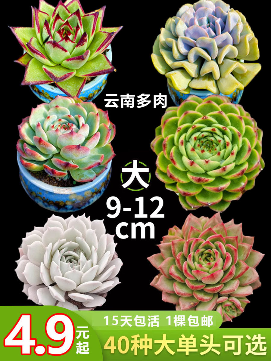 大单头月影东云石莲花包子多肉植物新手好养艺点多肉包邮云南露养