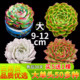 大单头月影东云石莲花包子多肉植物新手好养艺点多肉 包邮 云南露养