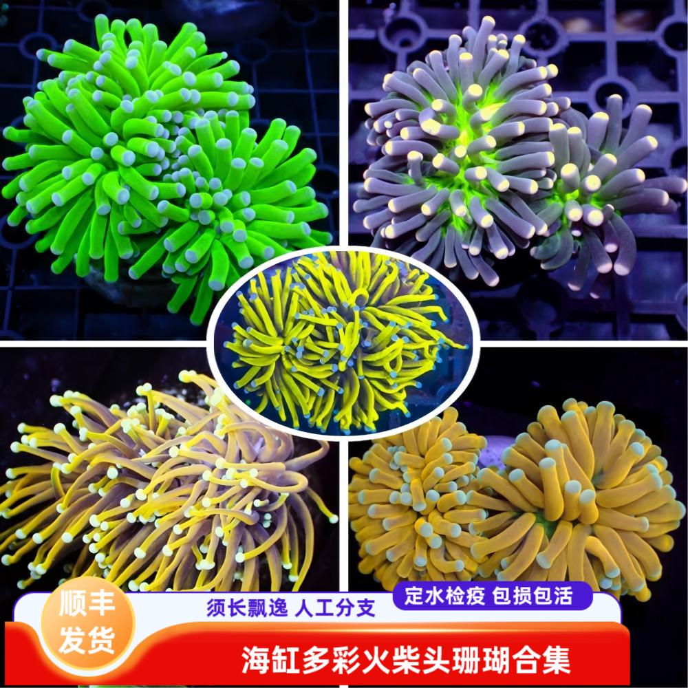 绿艺水族火柴头珊瑚印尼沙巴澳洲