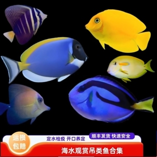 【绿艺水族】海水鱼观赏蓝吊三角吊帆吊粉蓝吊定水检疫新手除藻鱼