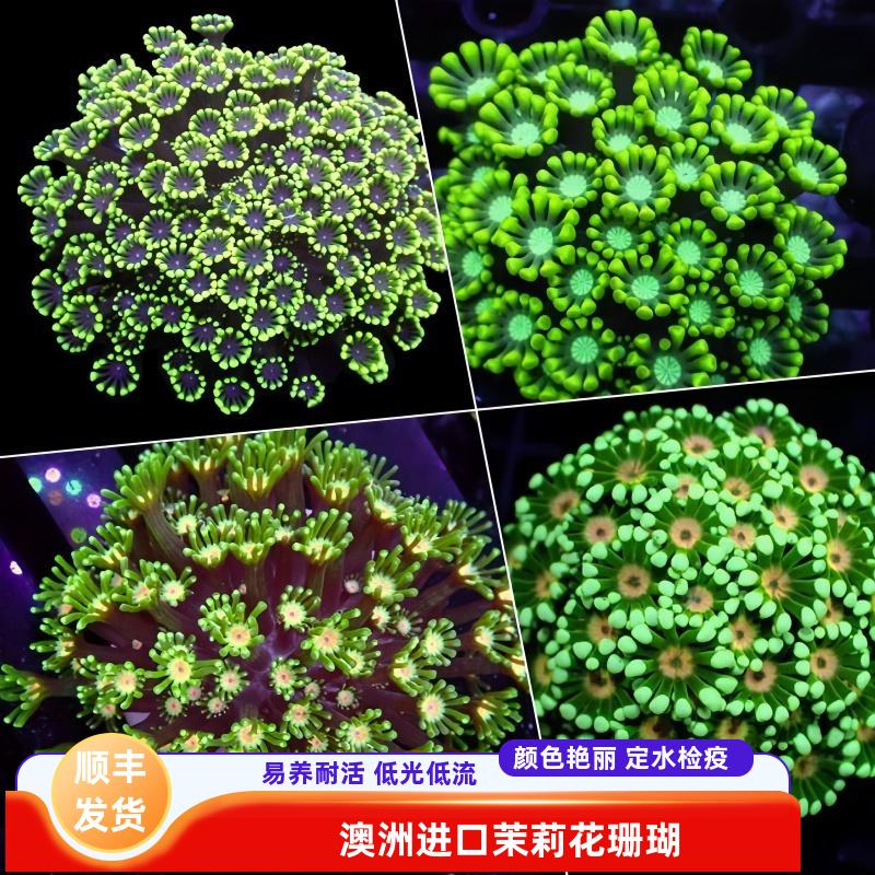 绿艺水族澳洲进口幻彩茉莉花珊瑚