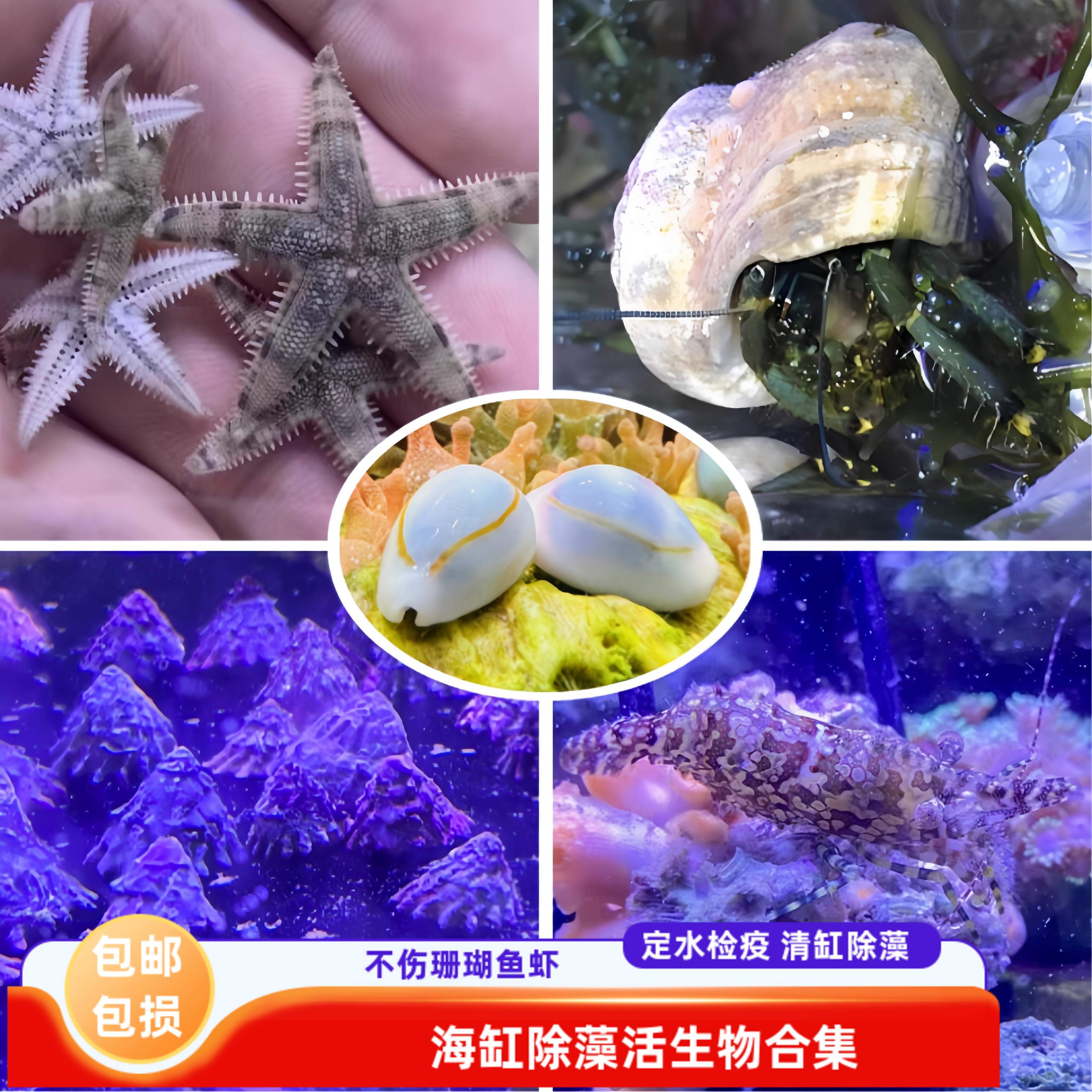 绿艺水族海缸除藻生物合集