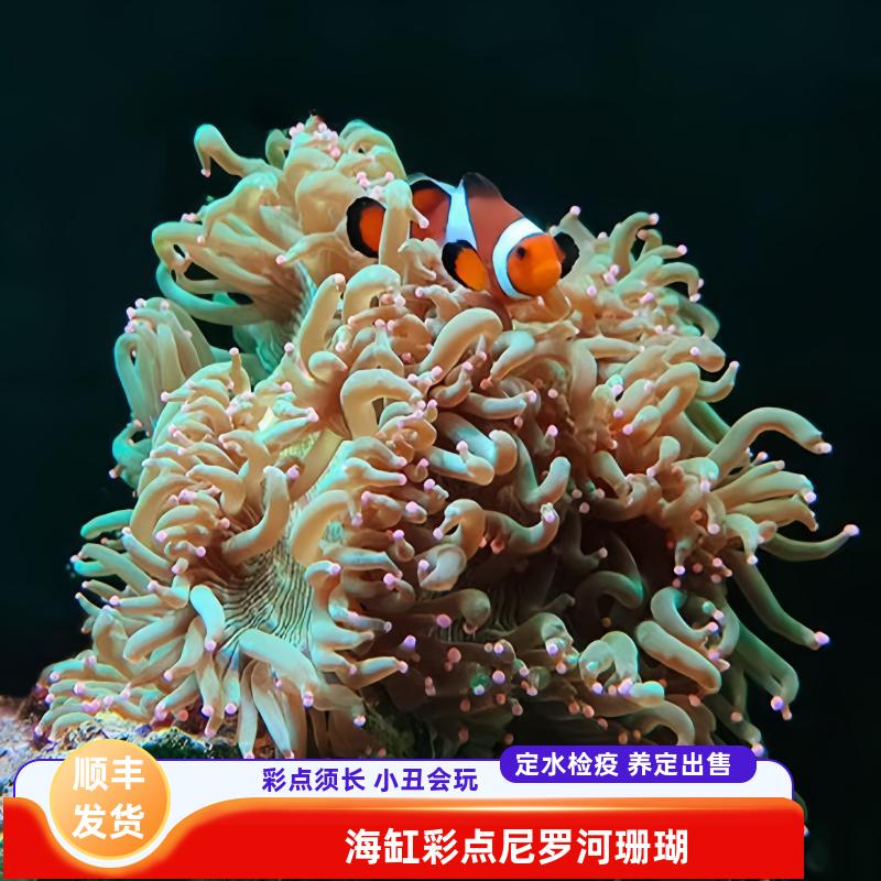 绿艺水族精品彩点尼罗河珊瑚定水