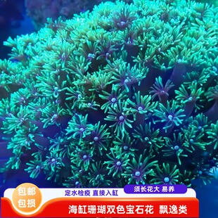 【绿艺水族】宝石花海缸软体双色荧光长须易养人工切分软体活珊瑚