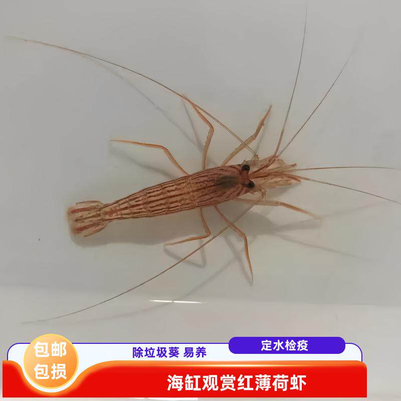 红纹薄荷虾海水活体清洁工具虾除藻除虫温和不伤珊瑚新手海缸生物