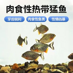 南美亚马孙红文鱼活热带鱼淡水凶猛宠物观赏鱼活苗肉食性猛鱼包邮
