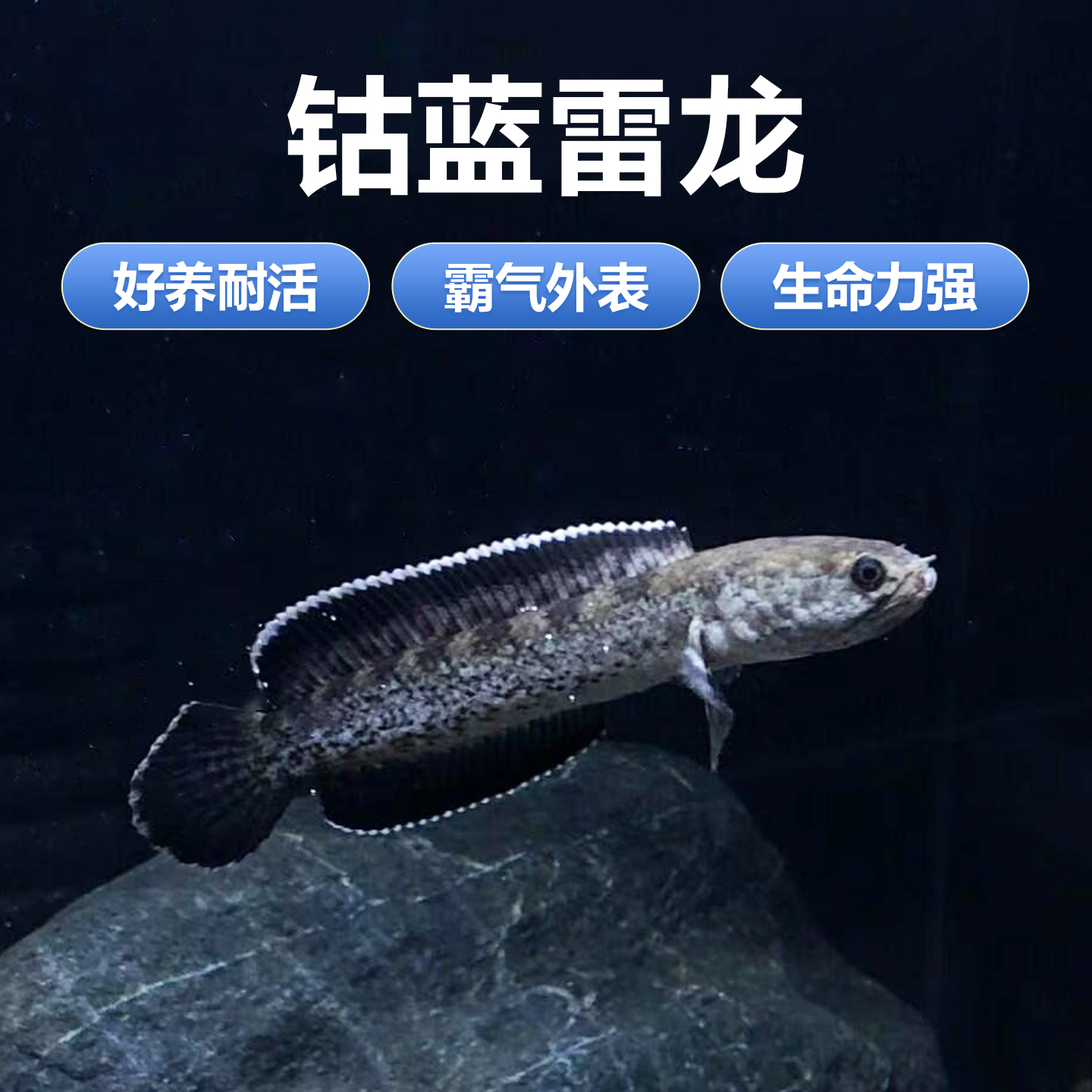 钴蓝雷龙鱼阿萨姆奶茶雷龙 小型雷龙包邮包活 肉食性猛鱼热带鱼活