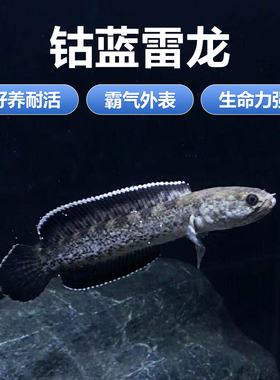 钴蓝雷龙鱼阿萨姆奶茶雷龙 小型雷龙包邮包活 肉食性猛鱼热带鱼活