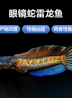 黄金眼镜蛇雷龙鱼凶猛热带鱼淡水苗观赏鱼大型雷龙南美猛鱼工作室