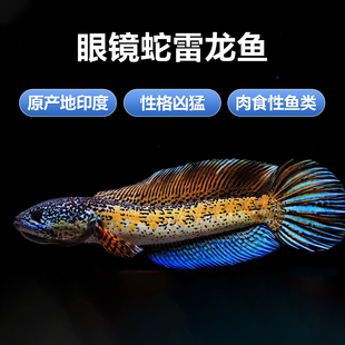 黄金眼镜蛇雷龙鱼凶猛热带鱼淡水苗观赏鱼大型雷龙南美猛鱼工作室