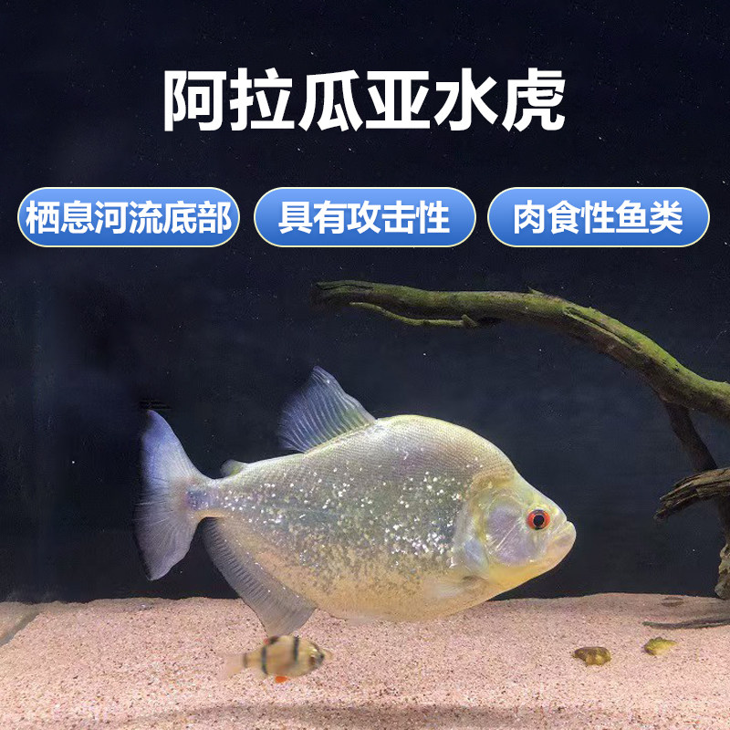 阿拉瓜亚水虎鱼巴西钻黑观赏鱼活