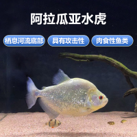阿拉瓜亞水虎魚巴西鉆黑觀賞魚活