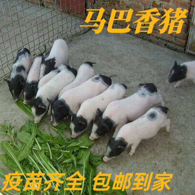 正宗陆川香猪巴马香猪两头乌土猪活体猪种猪仔幼崽猪苗原种小猪